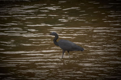 Birds in calm water