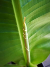 Close-up of a leaf
