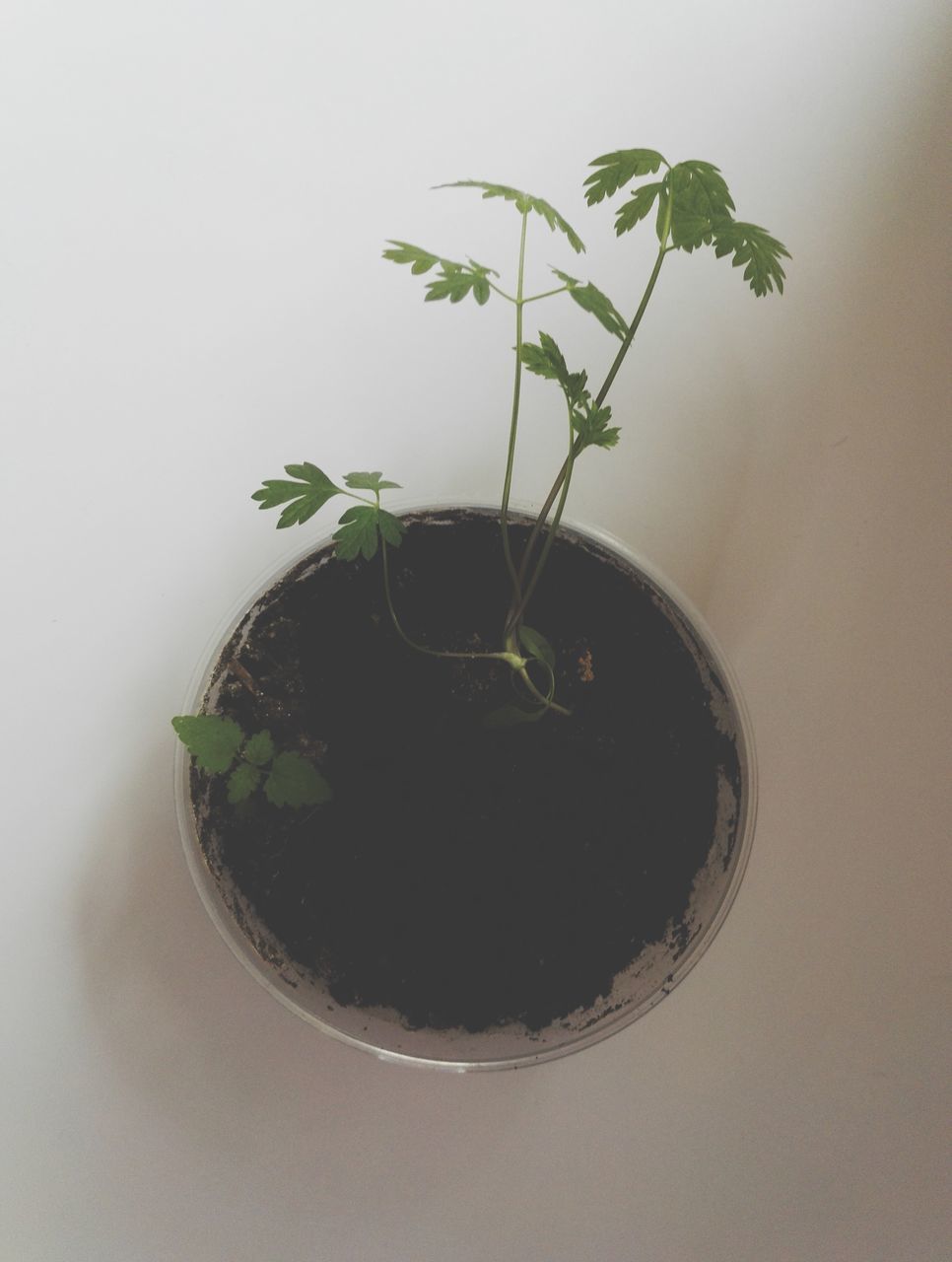 HIGH ANGLE VIEW OF POTTED PLANT IN POT