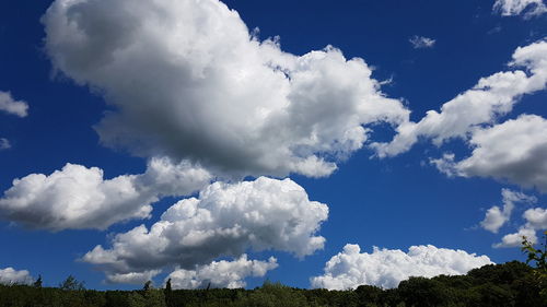 Low angle view of trees against blue sky