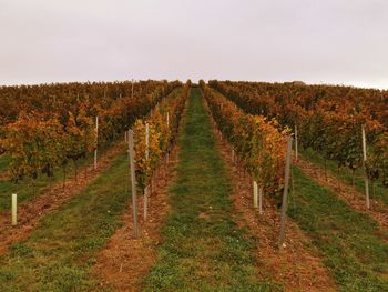 Vineyard against sky