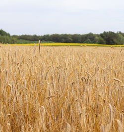 agriculture