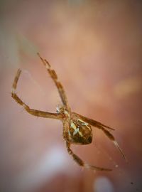 Close-up of spider