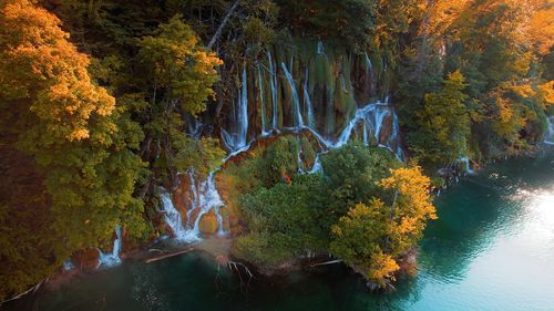 Scenic view of lake in forest