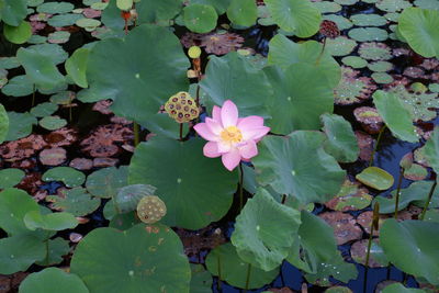 High angle view of pink lotus water lily in lake