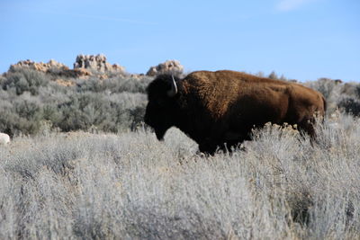 Side view of buffalo on field