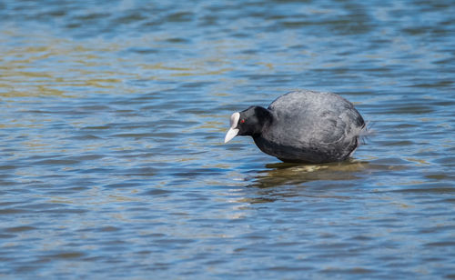 Coot swimming in lake