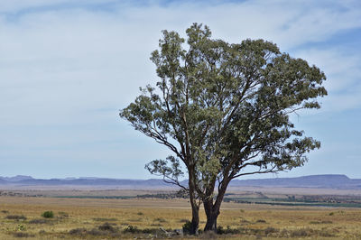Tree on field against sky