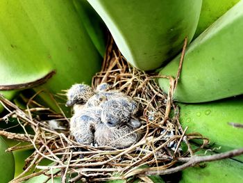 High angle view of bird in nest