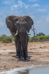 Single elephant stands in front of a watering hole in chobe national park, botswana 