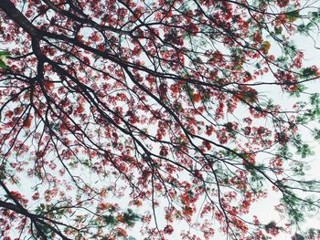 Low angle view of trees