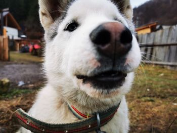 Close-up portrait of dog