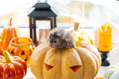 Jack o lantern on table