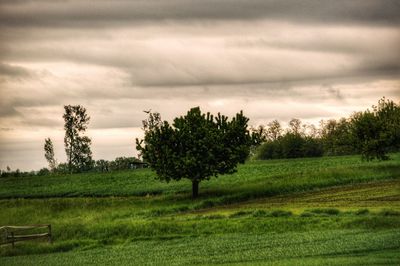 Trees on field against sky
