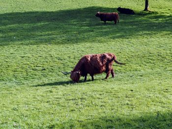 Highland cow grazing in a field