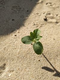 High angle view of plant on sand