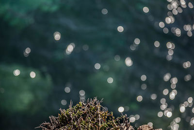 Close-up of plants against blurred background