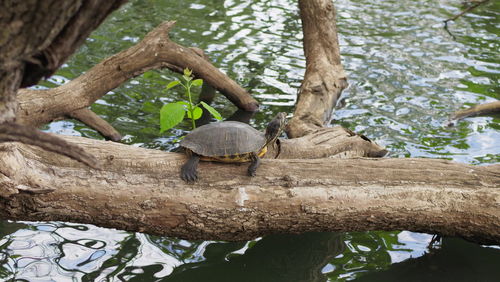 Low angle view of lizard on tree trunk