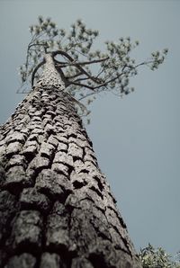 Low angle view of trees against sky