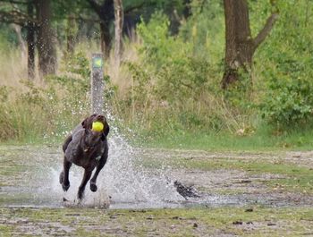 Dog playing outdoors