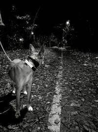 Dog on street at night