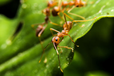 Close-up of insect on plant