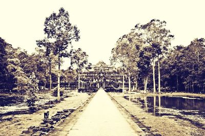 Footpath amidst trees