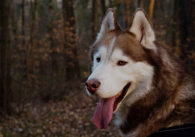 Close-up of dog looking away