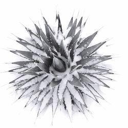 Close-up of frozen plant