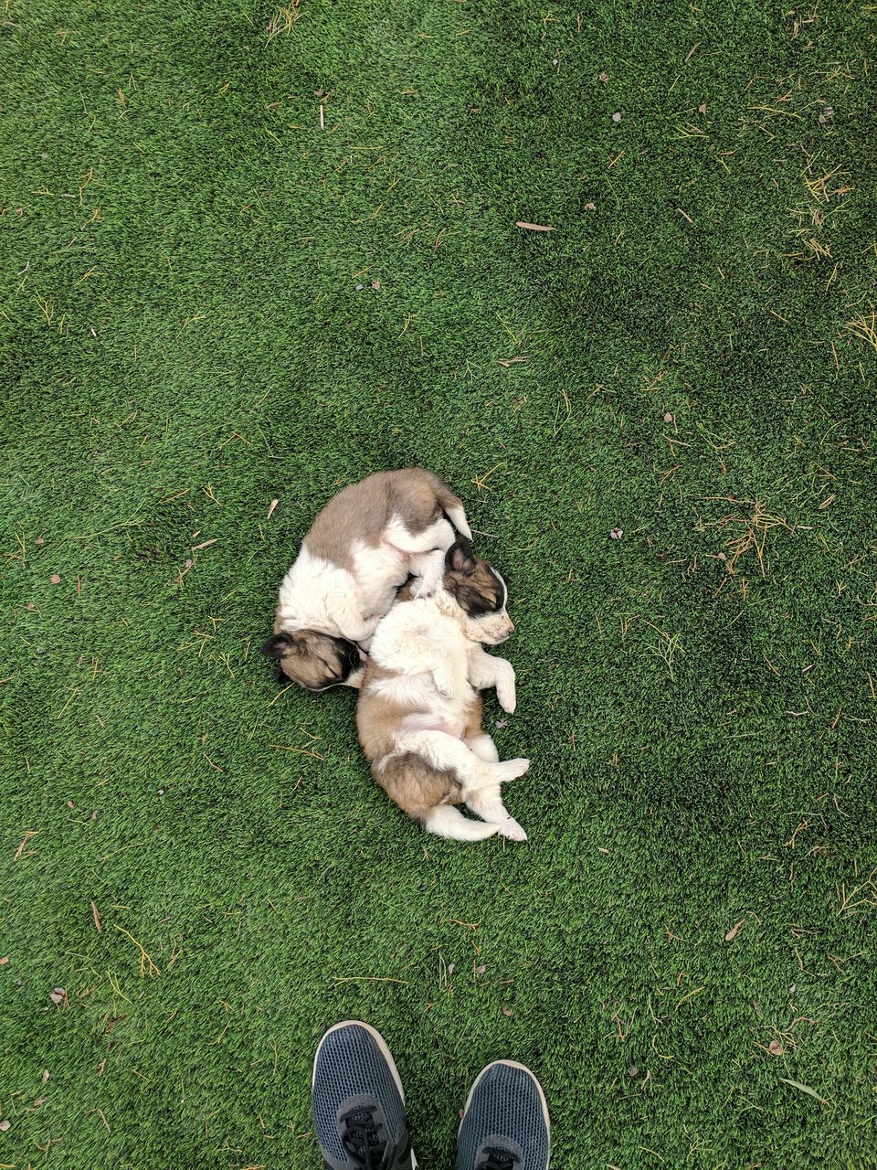 HIGH ANGLE VIEW OF DOG ON FIELD