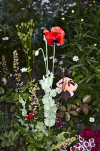 Close-up of red flowers blooming outdoors