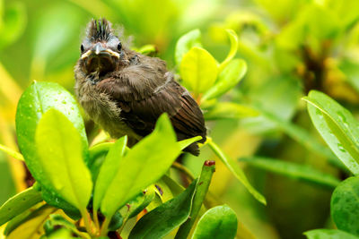 A ten day old cardinal chick stands on top of a bush as he just left the nest for the first time.