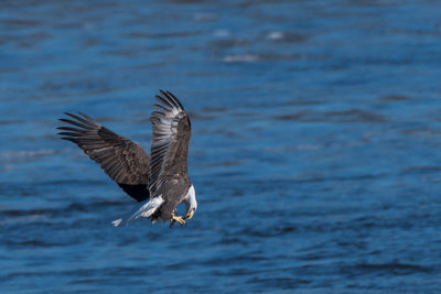 Close-up of eagle flying over sea