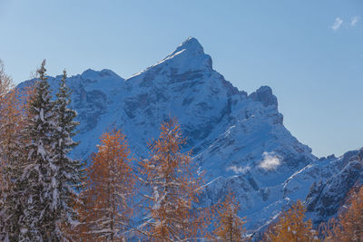 Larch and fir trees and in the background snow-capped mount civetta, dolomites, italy