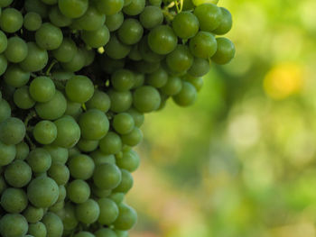 Close-up of grapes growing in vineyard