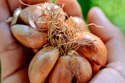 Close-up of hand holding plant