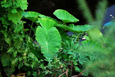 Close-up of fresh green plant