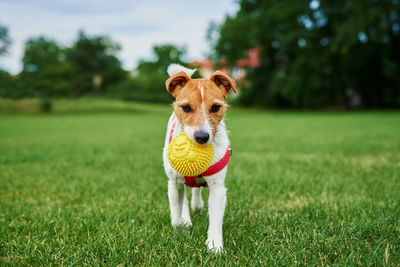 Dog walking on green grass, playing with ball