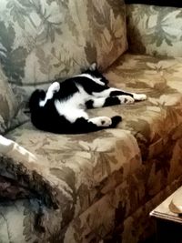 Cat sleeping on couch