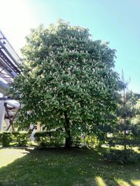 Trees growing in a park