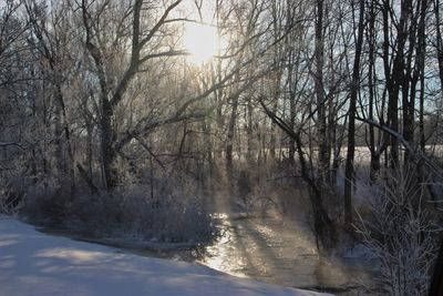 River amidst bare trees during winter