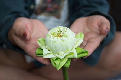 Close-up of hand holding plant