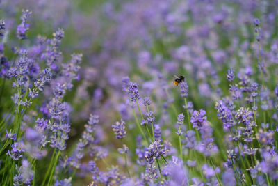 Close-up of bee pollinating on purple flowering plant