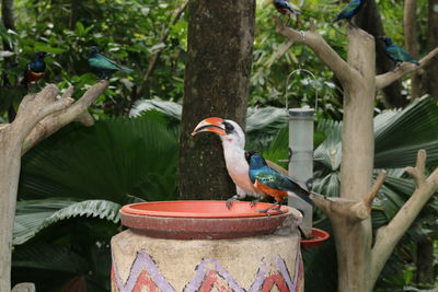 Close-up of bird perching on a feeder