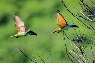 Bird flying over a tree