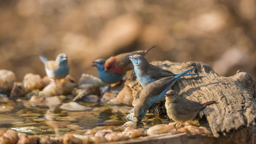 Birds perching by water outdoors