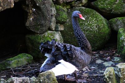Close-up of black swan perching on rock
