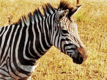 Close-up of zebra grazing on field