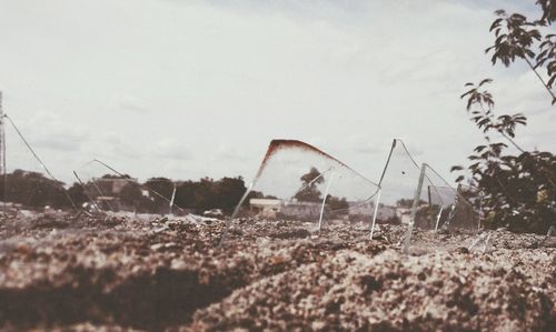 Close-up of plants growing on field against sky