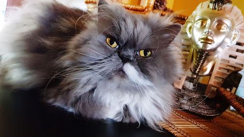 Close-up portrait of cat on table